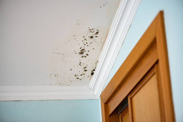 Best Mold Damage Repair  in Boonsboro, MD